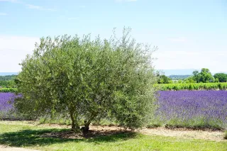 Lessons From The Olive Tree