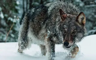 The Wolf Followed Two Women Home and What Happens Next Will Shock You