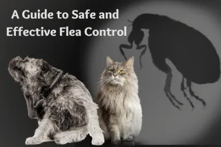 Naturally Combatting Fleas