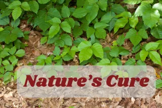Nature’s Cure: Essential Oils and Home Remedies for Poison Ivy Relief