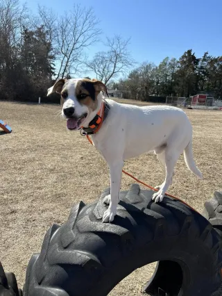The Truth About Dog Training: Beyond the 15-Second Solutions
