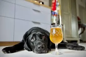 Dogs Won't Drink It