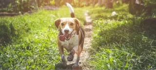 Spring Break Fun for Dogs