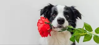 Speaking Your Dog’s Love Language
