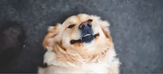 A Collection of Dog and Cat Jokes