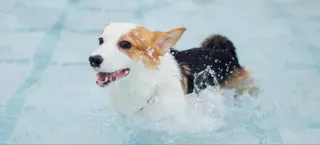 Wet and Wild – How To Introduce Your Dog to Swimming