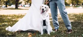 The I Do’s and Don’ts of Dogs in Weddings