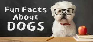 Get Schooled With Fun Facts about Dogs