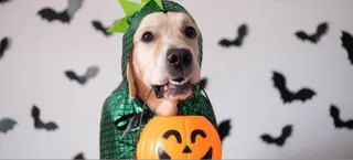 DIY Pet Costumes for Halloween
