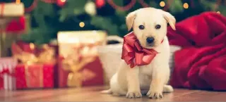 Life with Your New Christmas Pet
