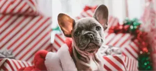 Book Your Holiday Pet Boarding Today
