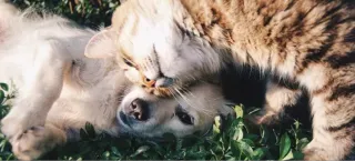 May is National Pet Foster Care Month