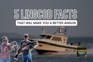 From Reef to Recipe: Everything You Need to Know About Lingcod Biology and Fishing in Washington