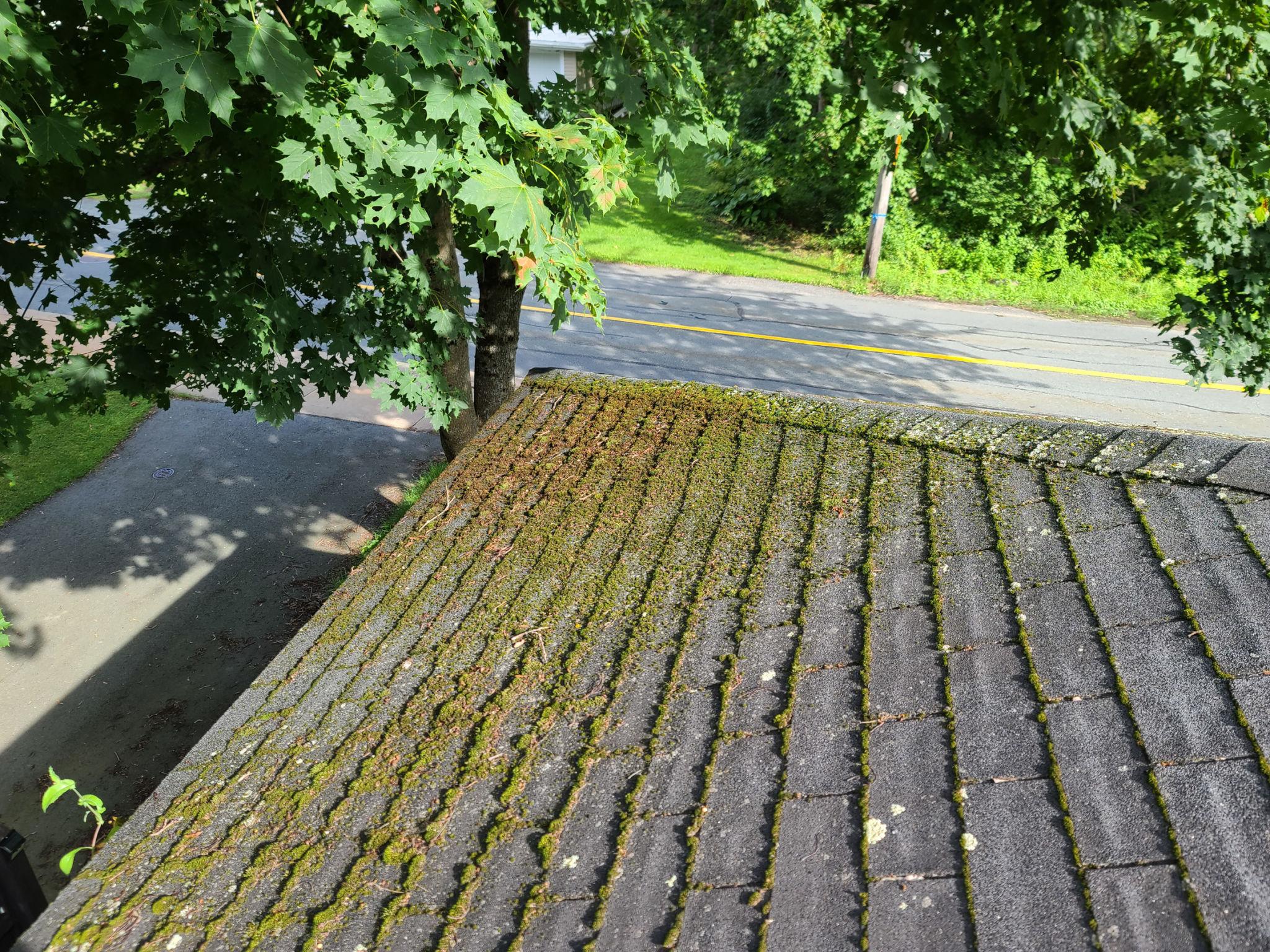 What Spring Algae and Moisture Streaks on Quad Cities Roofs Are Really Telling Homeowners