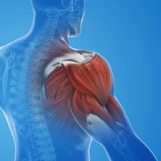 Mobility Exercises for Combat Sports Athletes: Strengthen and Protect Your Shoulders