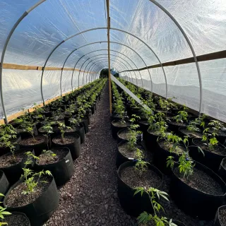 Indoor, Outdoor, or Light Deprivation: Unpacking Torrwood Farm’s Grow Techniques