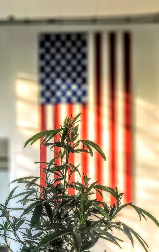 🧠 Cannabis, Independence & Mental Health: The New Battle Our Heroes Face