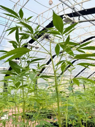 Growing Cannabis with Living Soil: Why Healthy Soil Means Happy Plants