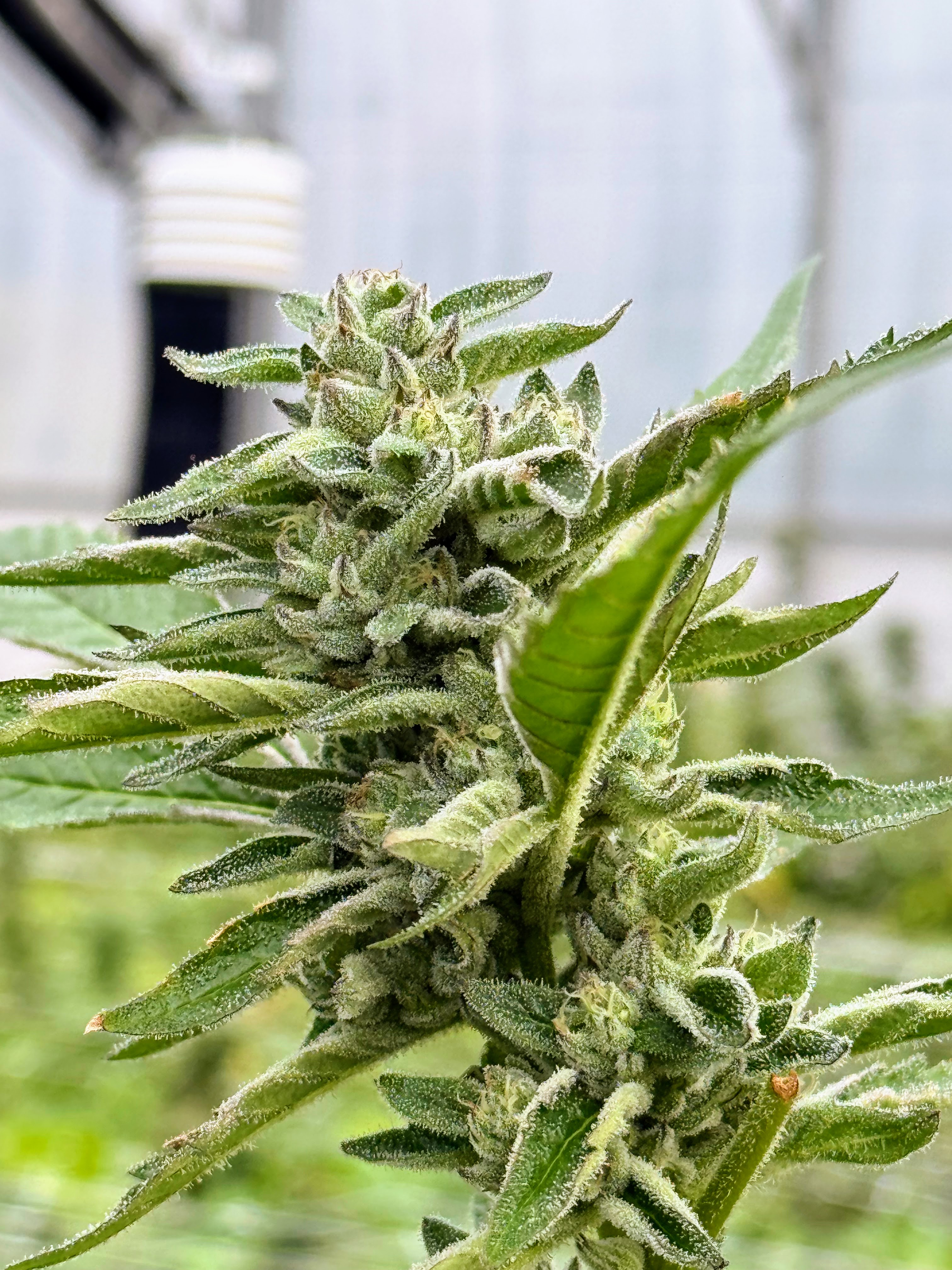 How to Choose Truly Natural Cannabis Products | Torrwood Farm Guide 🌿