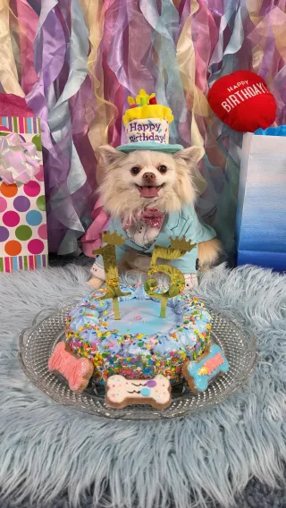 Gizmo's 15th Birthday Pawty
