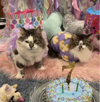 Fluffy's 7th Birthday Pawty
