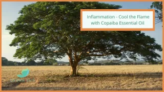 Inflammation - Cool the Flame With Copaiba Essential Oil