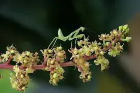 Câu chuyện cây ăn trái ra hoa cách năm, nhà vườn không thể không quan tâm