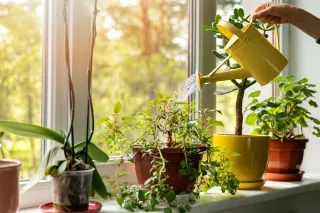 Greenery Dreams, Chartreuse Realities