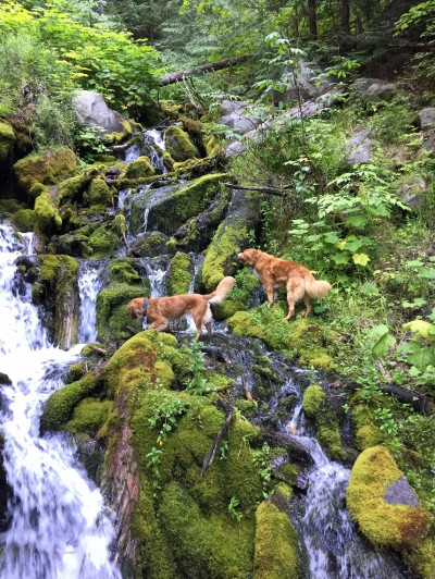 7 Steps to Growing a Food Motivated Dog