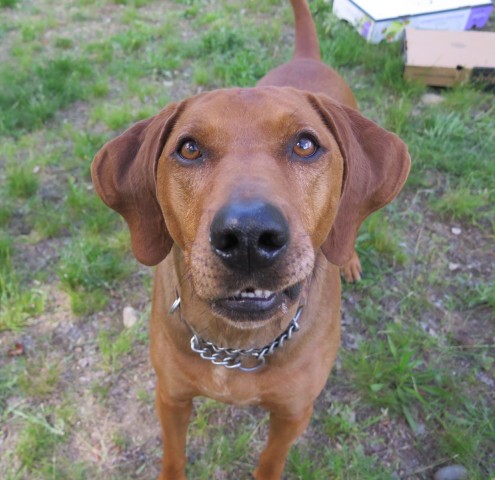 Welcoming Home Your Rescue Dog: The first 3 days