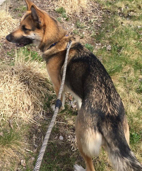 Welcoming Home Your Rescue Dog