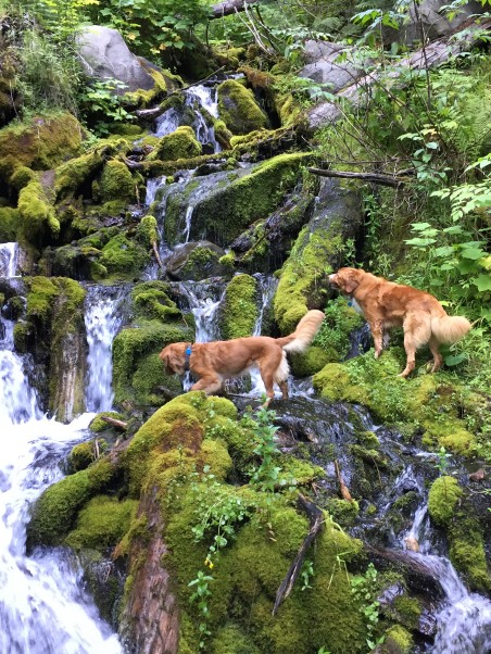 7 Steps to Growing a Food Motivated Dog