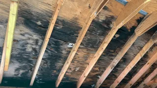 A Homeowner's Guide to Mold in Attic Removal