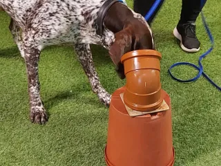 Sniffing Out Success