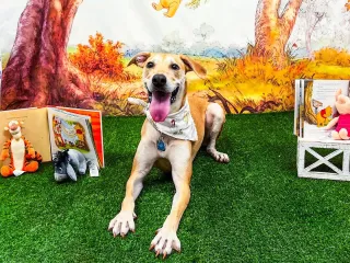 🐾 Let the Tails Wag Free at Kings Mountain Dog Park – Where Every Pup Finds Joy!