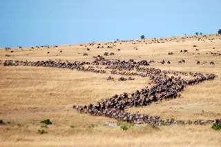 Your Ultimate Guide to Experiencing East Africa's Great Migration!