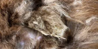What is Dog Coat Matting? How to Spot it