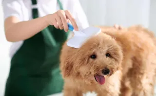 5 Tips Maintaining Your Dog's Coat Between Appointments