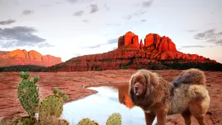 The Ultimate Guide to Healthy Dog Grooming in Arizona’s Desert Climate