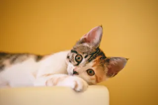 Understanding the Purring of Cats