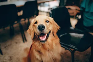 Is a Dog's Mouth Cleaner Than a Human's Mouth?