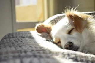 Choosing the Right Pet Sitter: A Guide to Peace of Mind