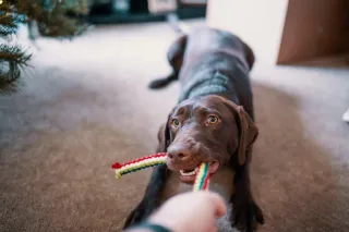 Unleashing Joy: A Guide to Choosing the Best Toys for Your Furry Friend