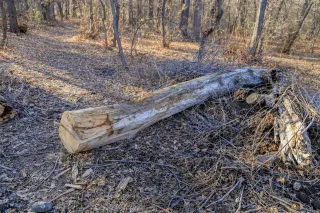 Stump Grinding Techniques: Comprehensive Guide to Removing Tree Stumps from Your Landscape