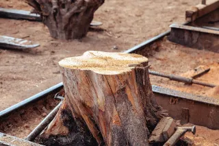 Simplify Stump Grinding with These Expert Tips