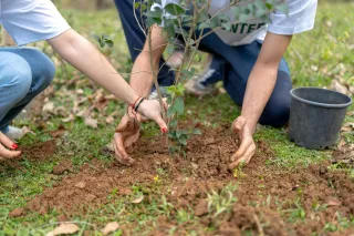 Tree Planting and Transplanting – Enhance Your Sioux City Landscape with Expert Guidance