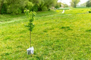 Top Tree Planting Tips Every Homeowner Needs to Know