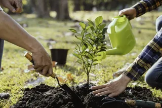 Best Times of the Year to Plant or Transplant Trees in Sioux City