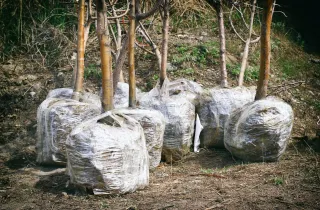Expert Tips for Planting and Transplanting Trees