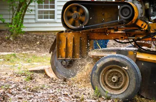 How Stump Grinding Can Improve Your Lawn